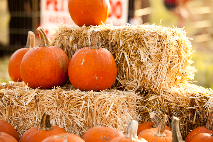 Fall Festival